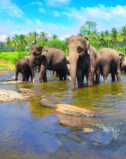 zájezdy Srí Lanka